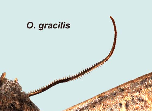 antenne m�le Orthosia gracilis